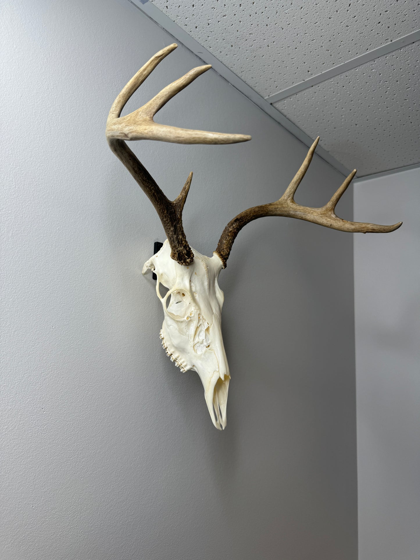 EuroRack Mount