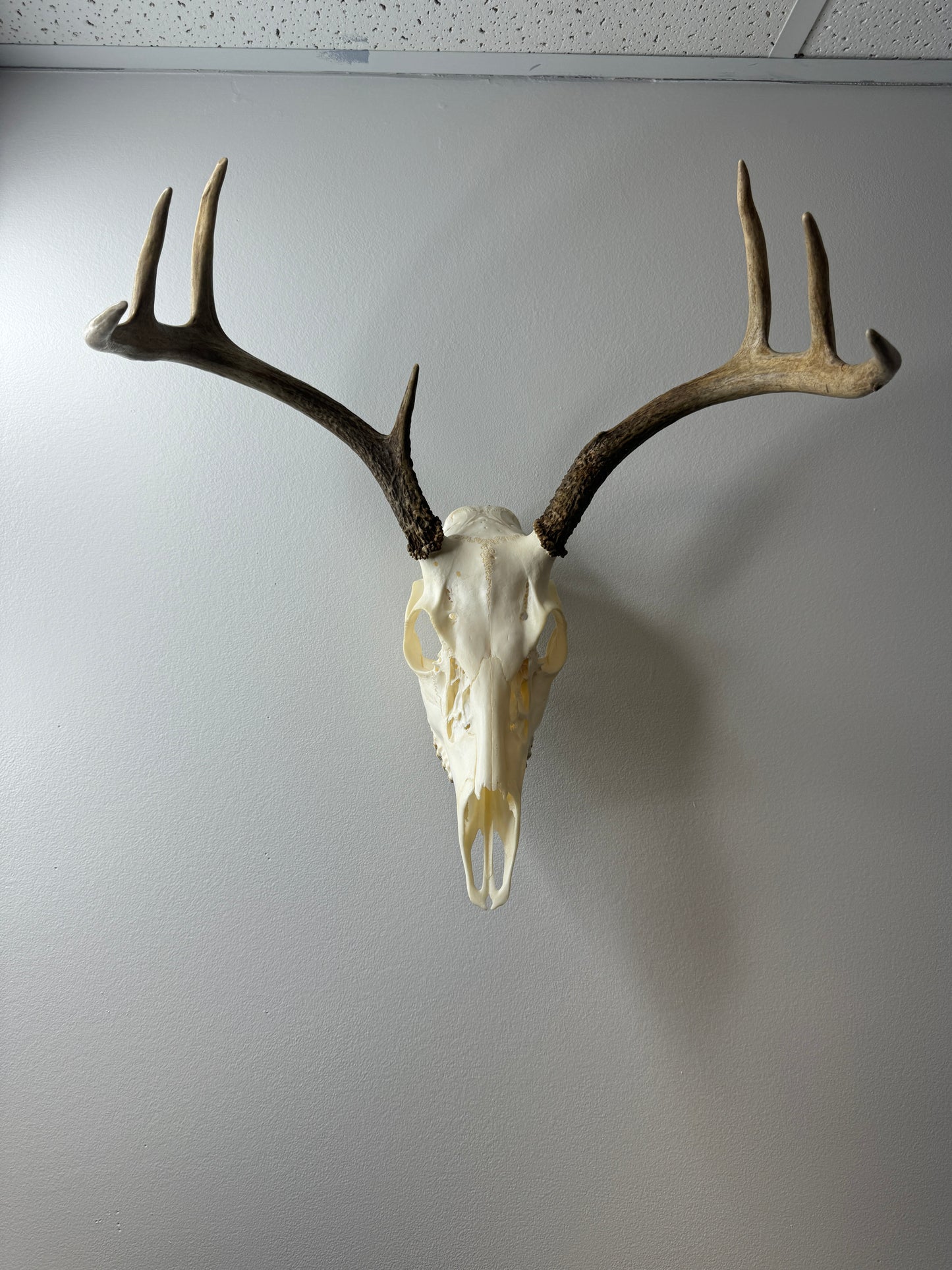 EuroRack Mount